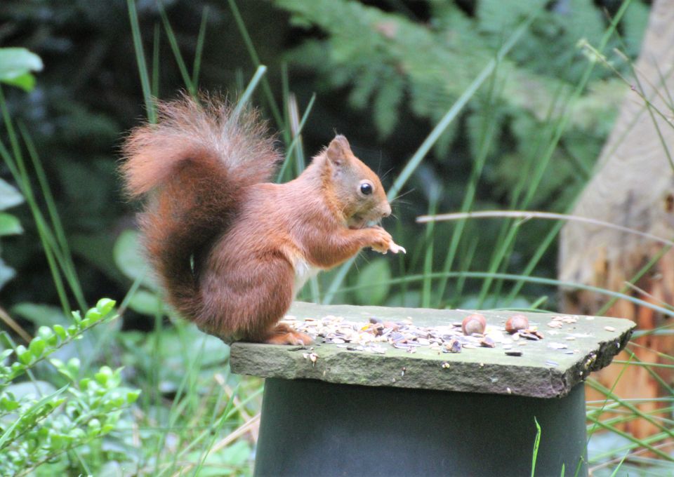 Als je geluk hebt kun je vanaf de bank in Boshuisje Wateren de eekhoorns volgen in de tuin.