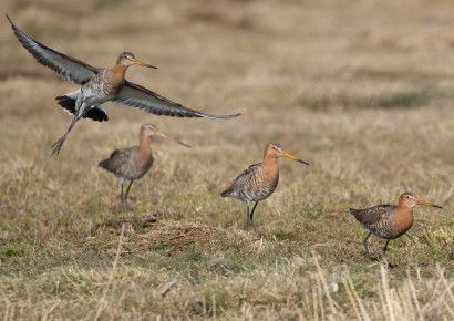 Trekvogels in het ilperveld
