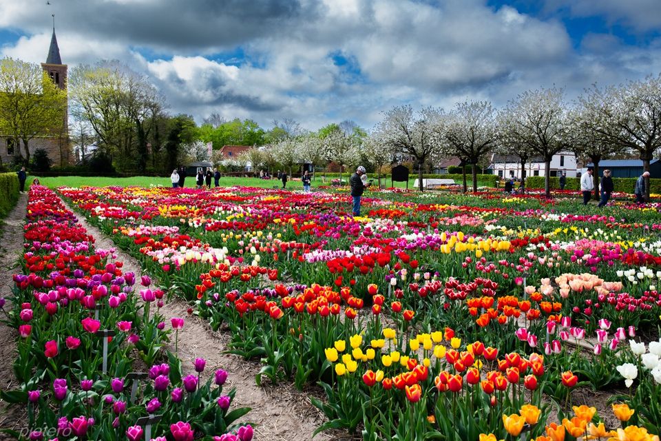 Tulpen bij Hortus Bulborum