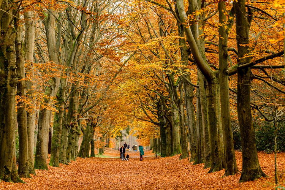 In de verte wandelen mensen en een hond in een laan van het bos van Landgoed Lievensberg. Het is herfst.