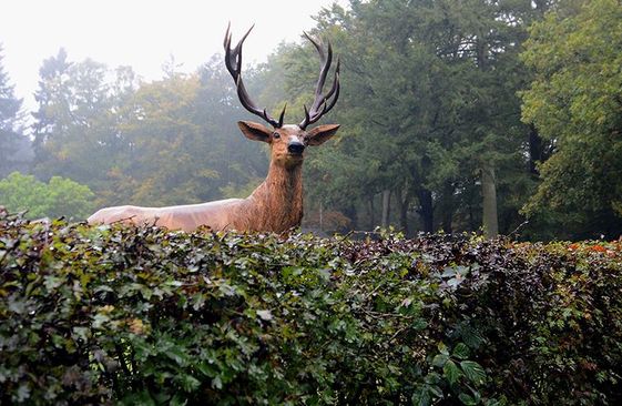 Hert Dorpshuis