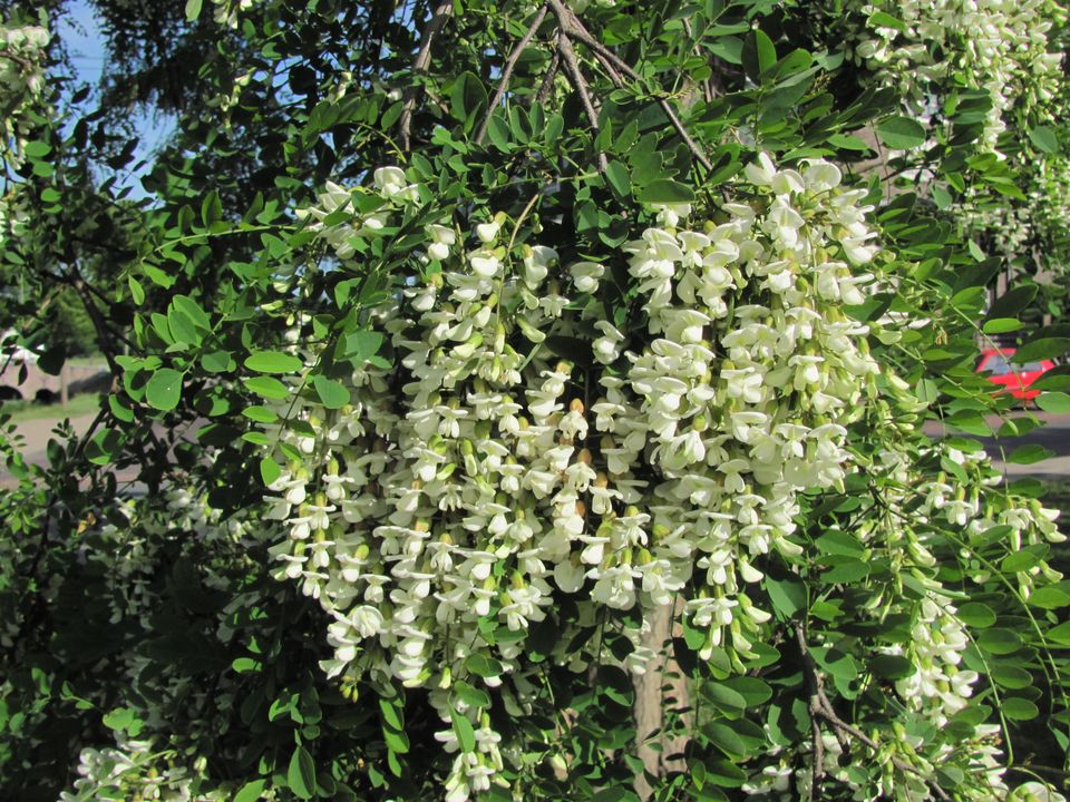 De bloem van een Robinia
