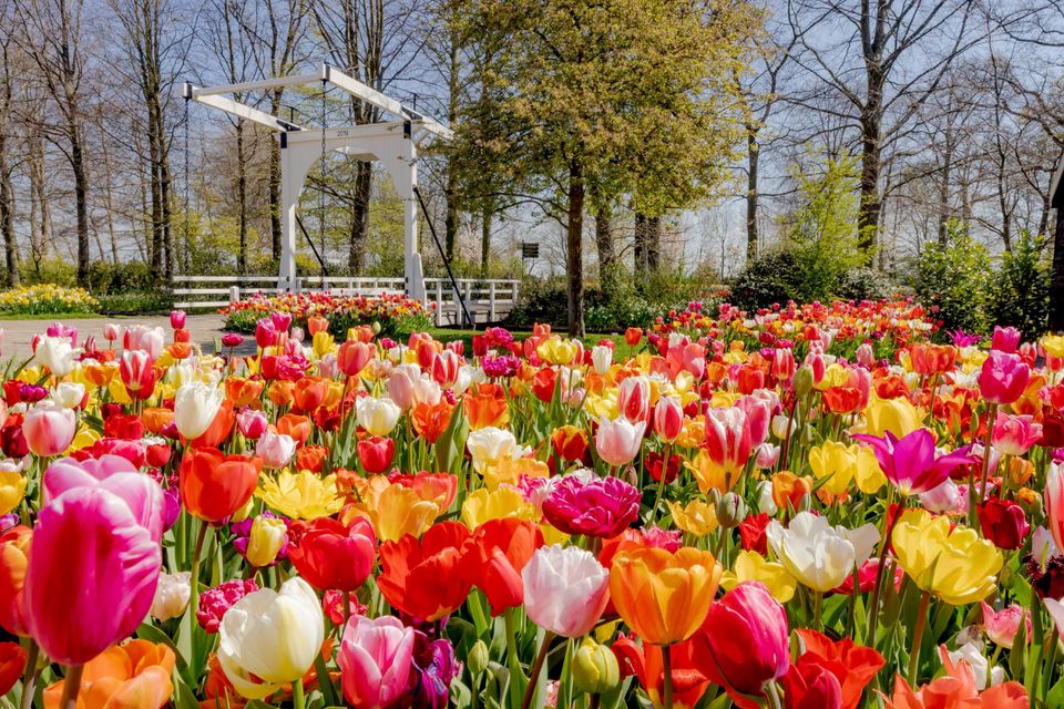 Parkbeeld in Keukenhof met veel tulpen en een typisch Nederlandse brug in Lisse