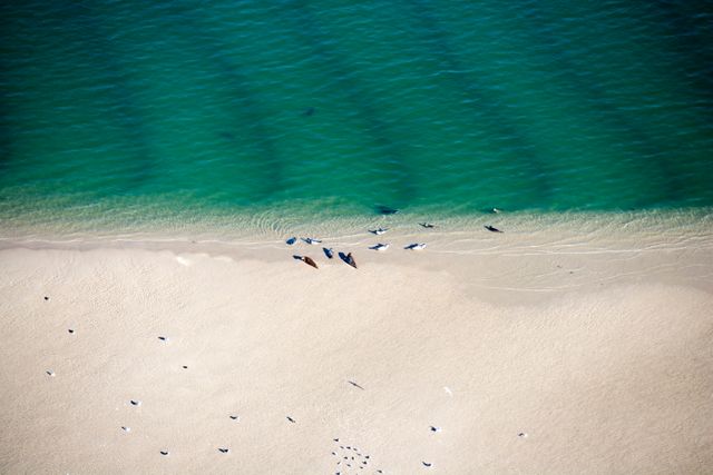 Zeehonden-op-strand-Noordzee-luchtfoto