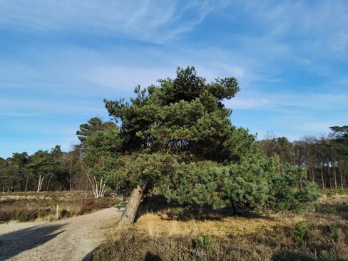 boom bij waschkolk margaretharoute margretheroute