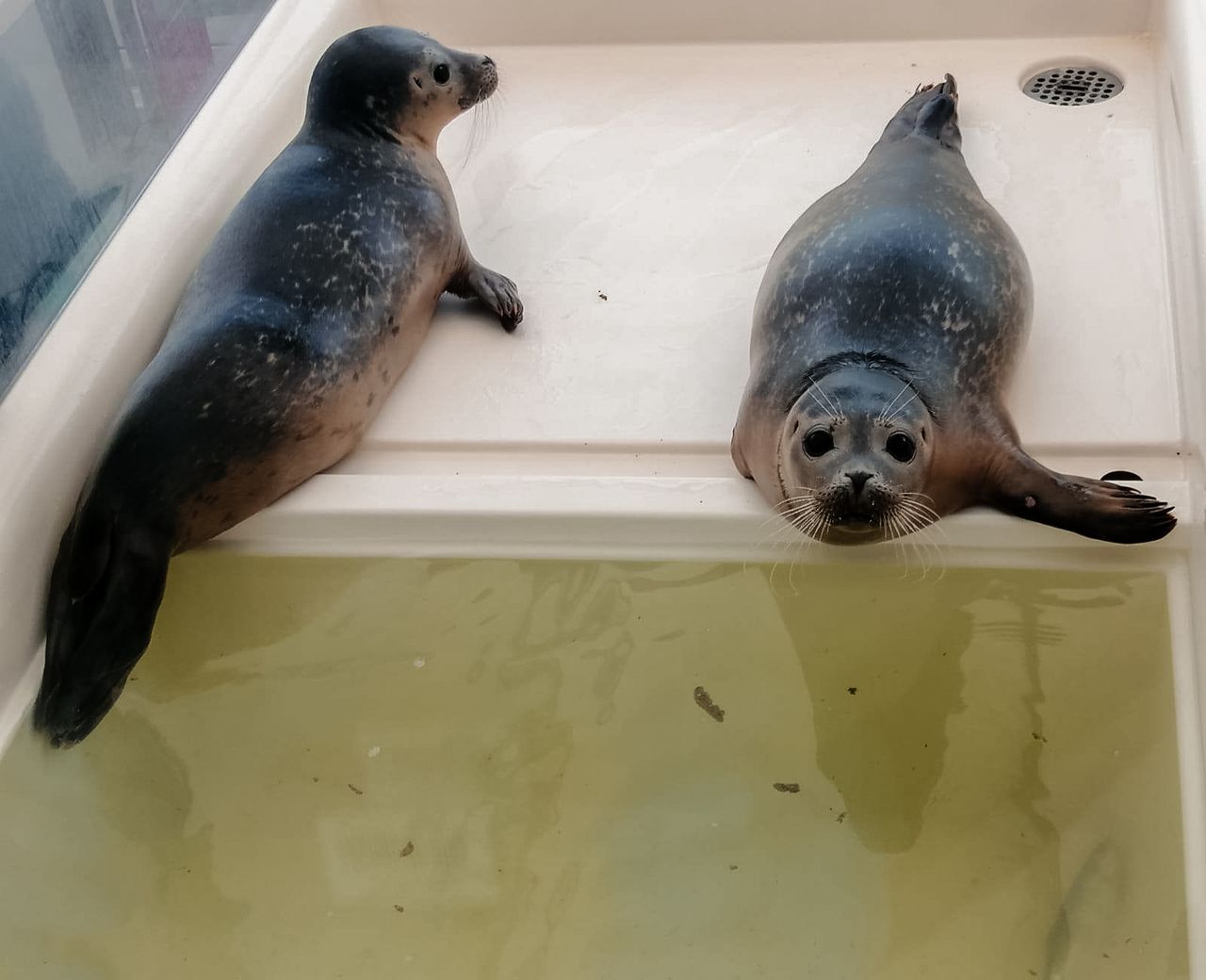 Zeehond vrijlaten met A Seal op Goeree-Overflakkee