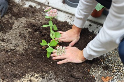 Plant in de grond met vruchtbare tuinaarde