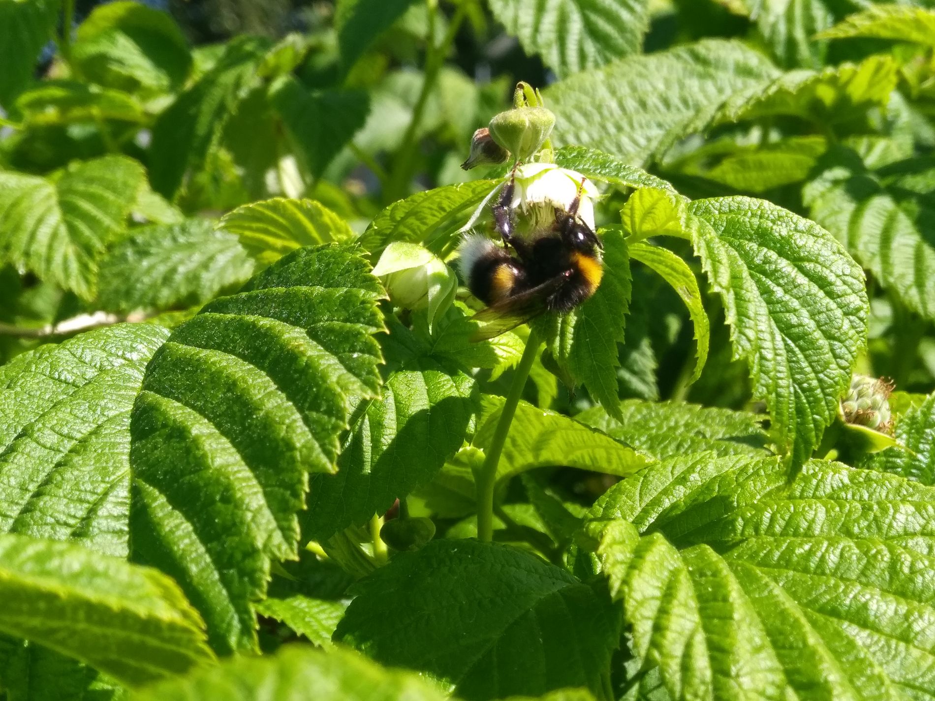 Het voedselpark verhoogt de biodiversiteit.
