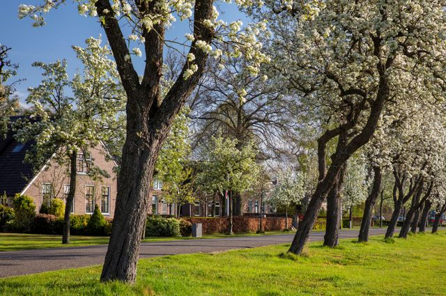 Dokter Larijweg bloeiende perenbomen Ruinerwold boerenlandschap