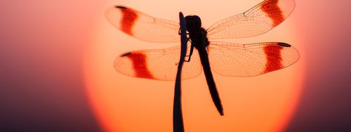Libelle met oranje achtergrond