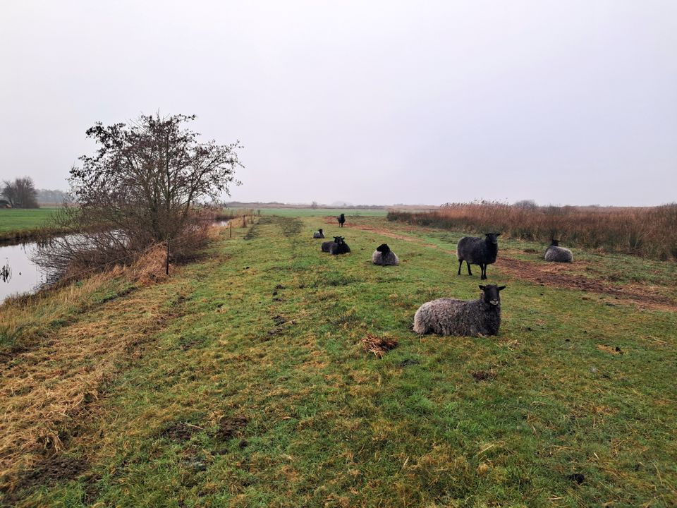 Wandel 14,5 km door het moerasgebied de Houtwiel