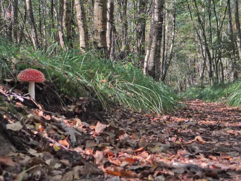 In het bos dichtbij sint nicolaasga zie je een mooie rode paddenstoel.