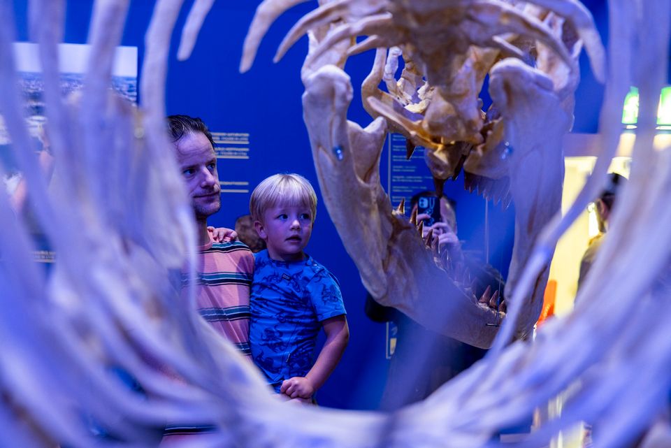 Man en kind kijken naar Mosasaurus experience in Natuurhistorisch Museum in Maastricht