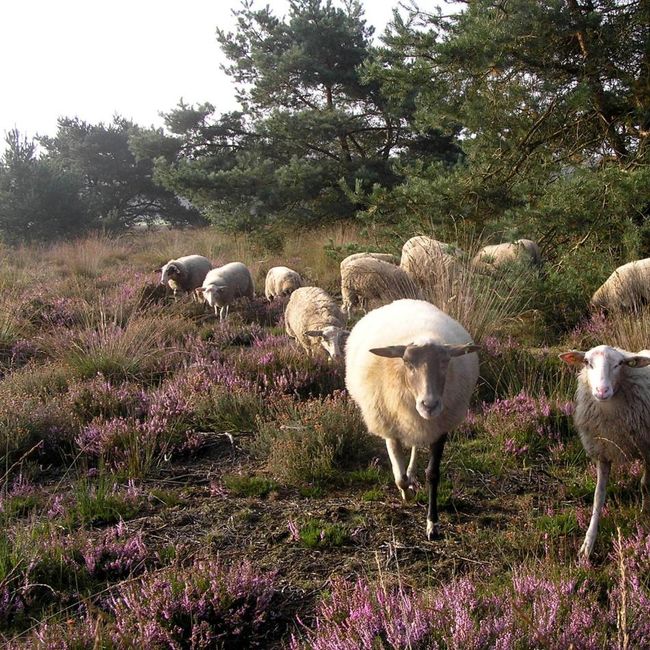 schapen op de heide