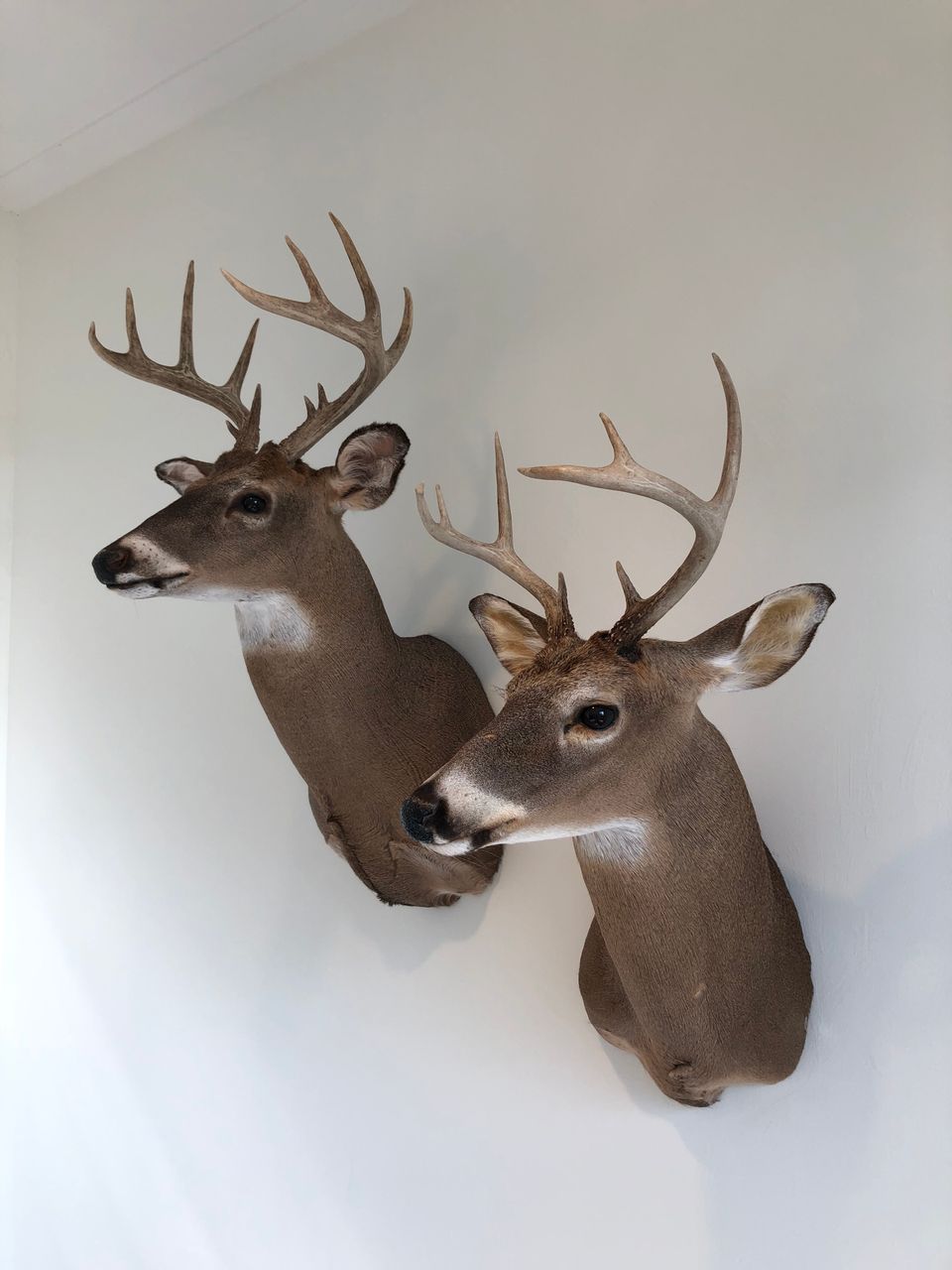 Witstaart Herten taxidermy