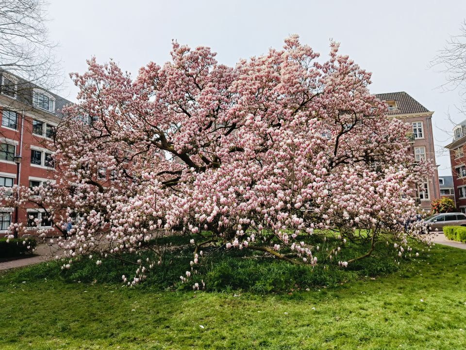 Magnoliaboom in bloei