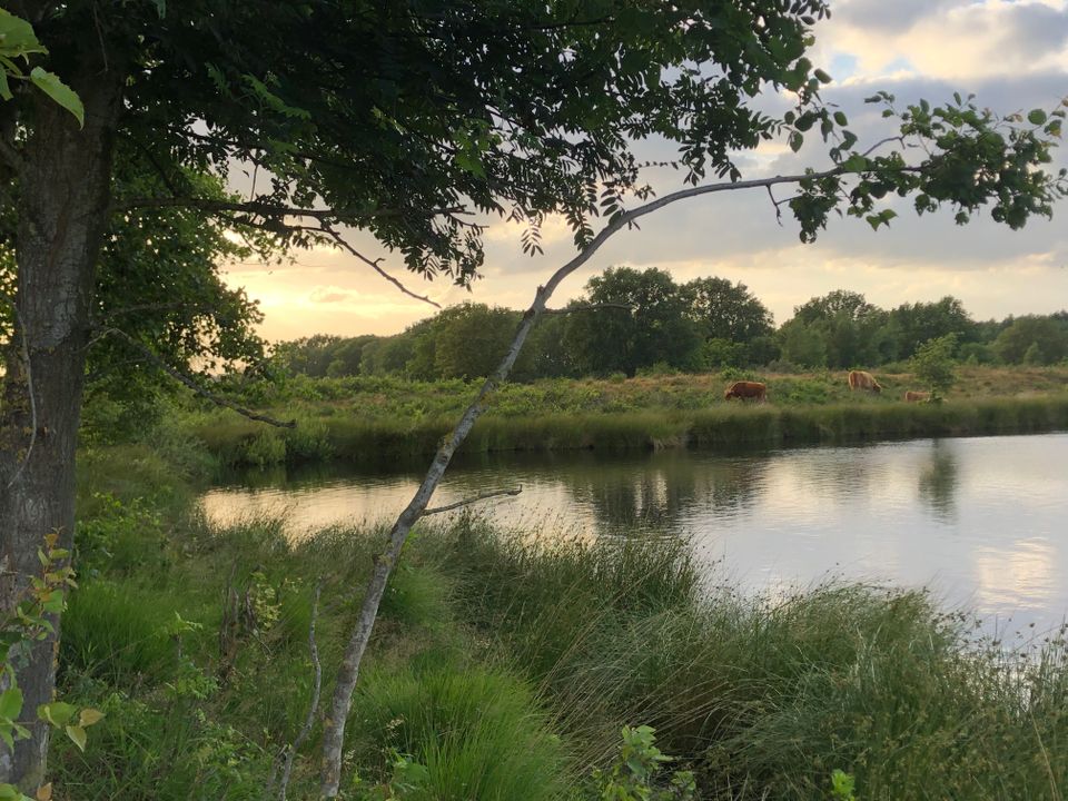 Het water van Het Zwarte Gat met op de achtergrond natuur en runderen.