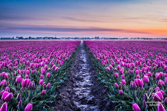 Eindeloze vergezichten in de Hoeksche Waard