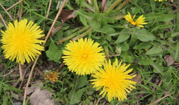 Een leerzame kruidenwandeling door de Groote Peel, veel uitleg over eetbare en geneeskrachtige kruiden