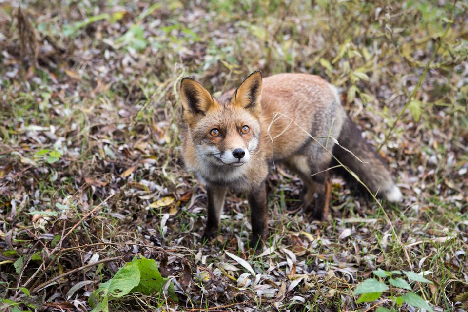 Vos Oostvaardersplassen