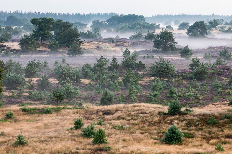 Natuurgebied met heide, mist en naaldbomen.