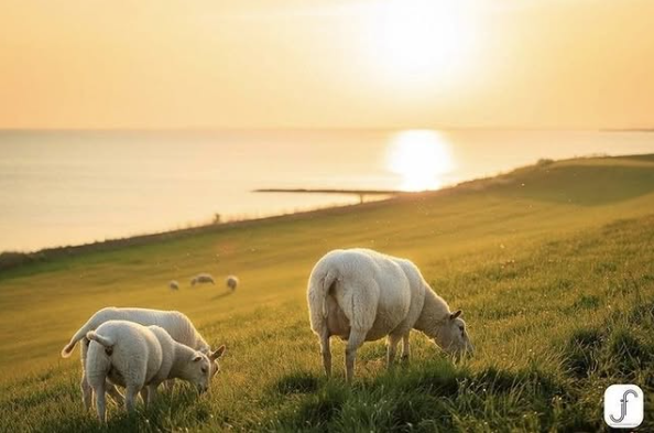 Schapen in gras