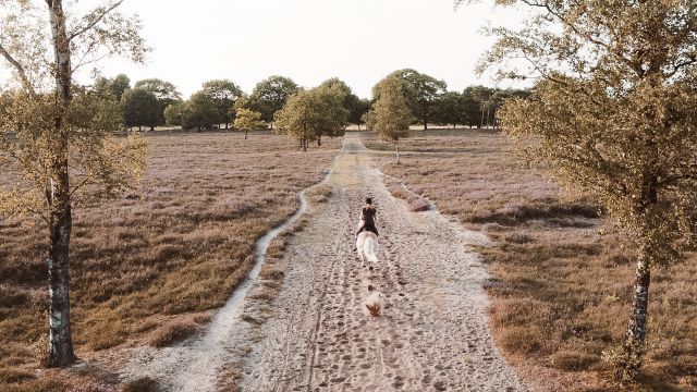 Paardrijden de Maashorst Brabant