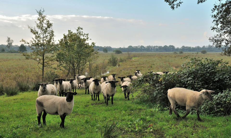 Schaapskudde op de Kampina