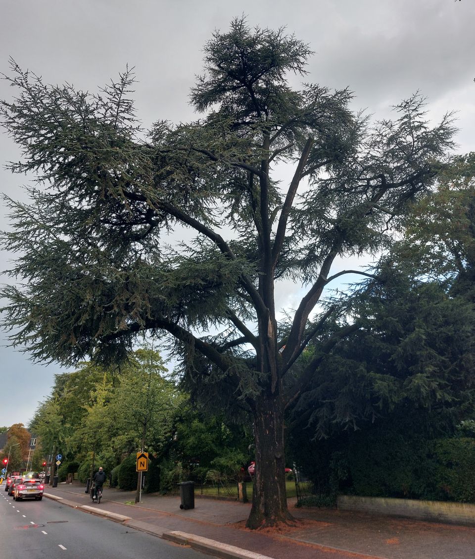 De groene juwelen van Hilversum