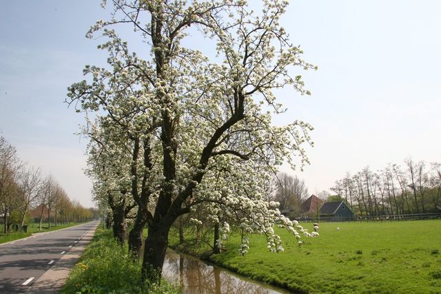 Fruitbomen langs de Volgerweg