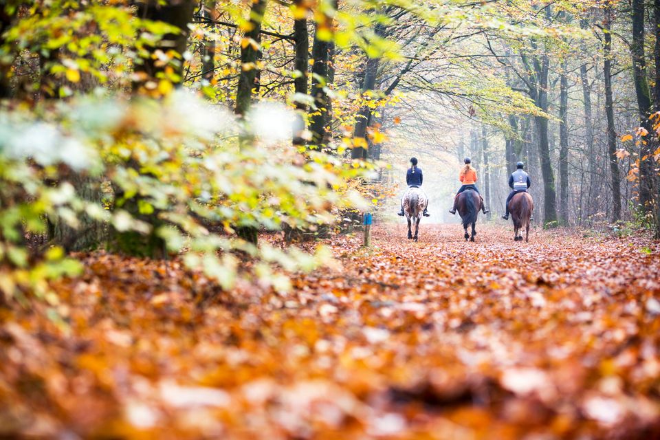 Drie paarden en ruiters op een rij in het bos.