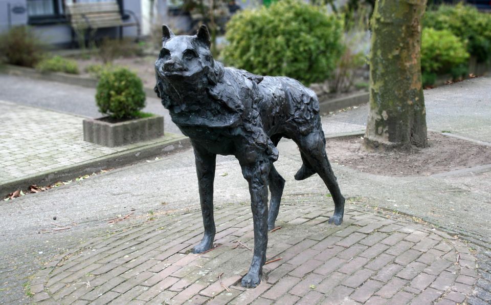 bronzen beeld van een wolf