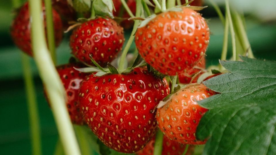 Verse aardbeien van landwinkel Keizer