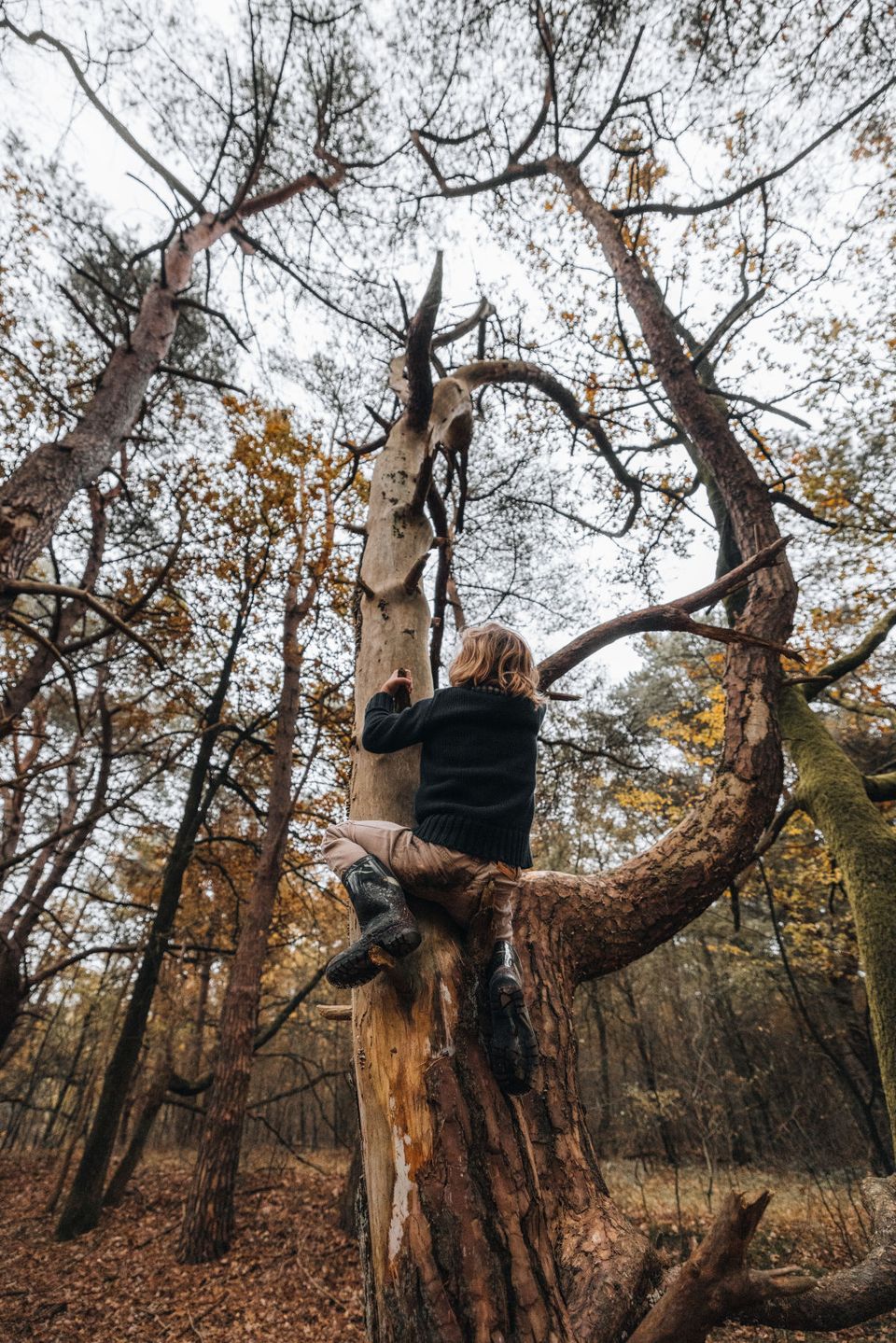 Kind in boom in de herfst in Zuidwest-Drenthe
