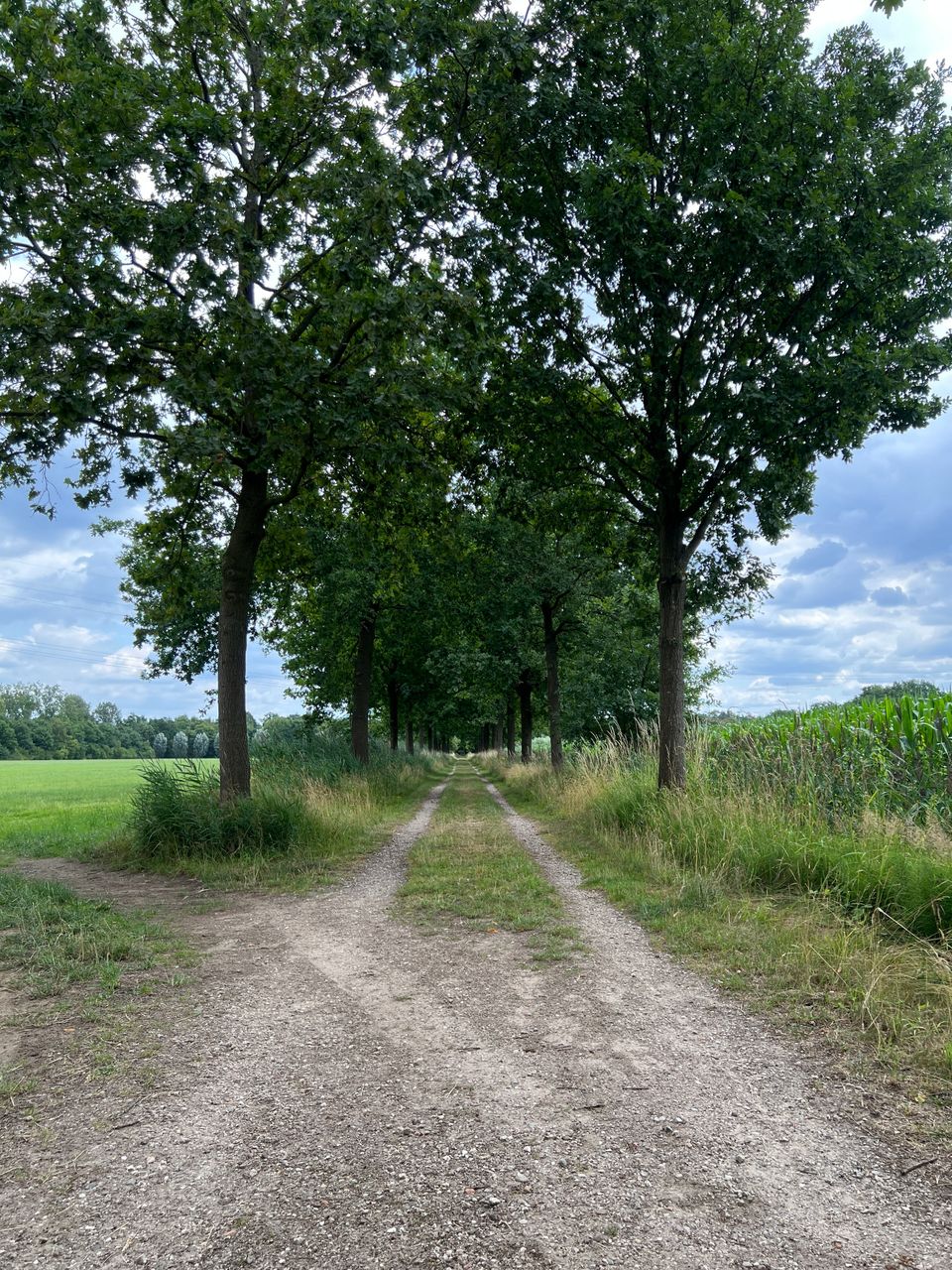 De Biezen