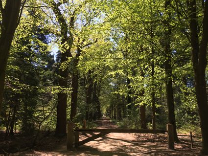 Reigersbos
