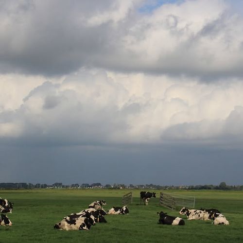 Weiland met koeien