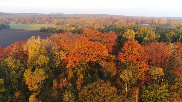 Dronefoto van gekleurde boomtoppen in de herfst op het Leersumse Veld in regio De Utrechtse Heuvelrug.