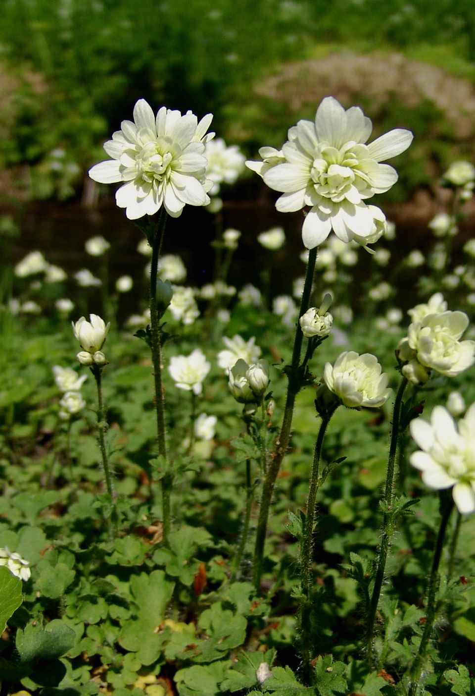 Haarlems klokkenspel bloem