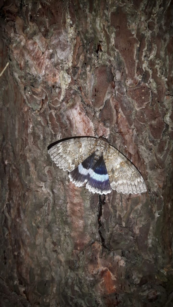 Close-up foto van Blauw Weeskind