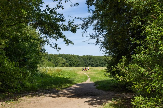 Zomers uitzicht vanuit het IJsselbos over een van de velden bij de plassen in het bos. In de verte zien we een aantal mensen die wandelen met honden.