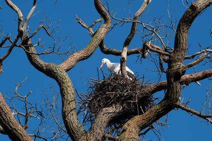 Ooievaar in Vijversburg