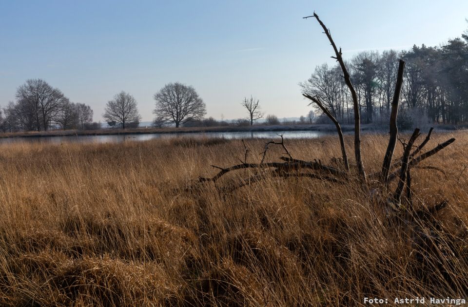 Bomenexcurisie Dwingelderveld vanaf Achter 't Zaand