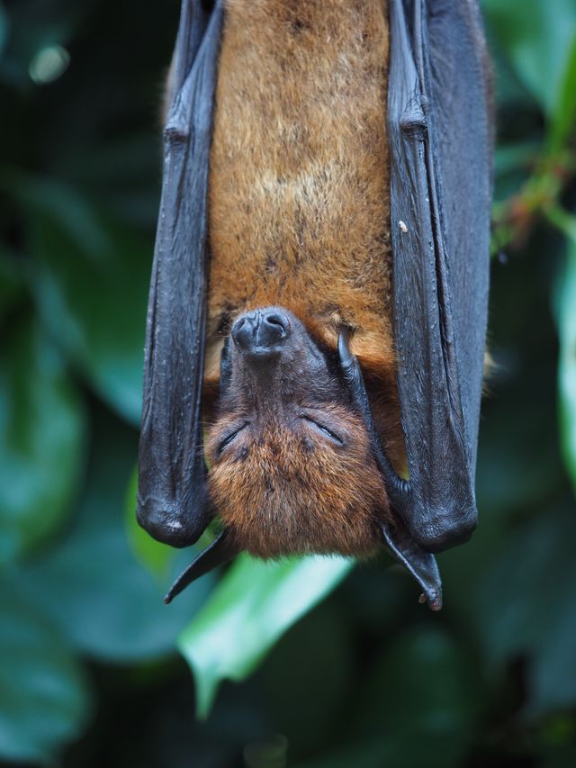Vleermuis hangend