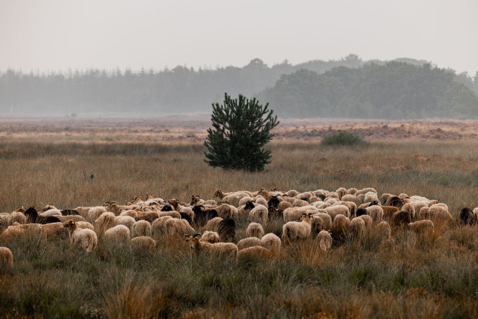 Een schaapskudde loopt door het hoge gras tegen een achtergrond van bomen en lichte mist.