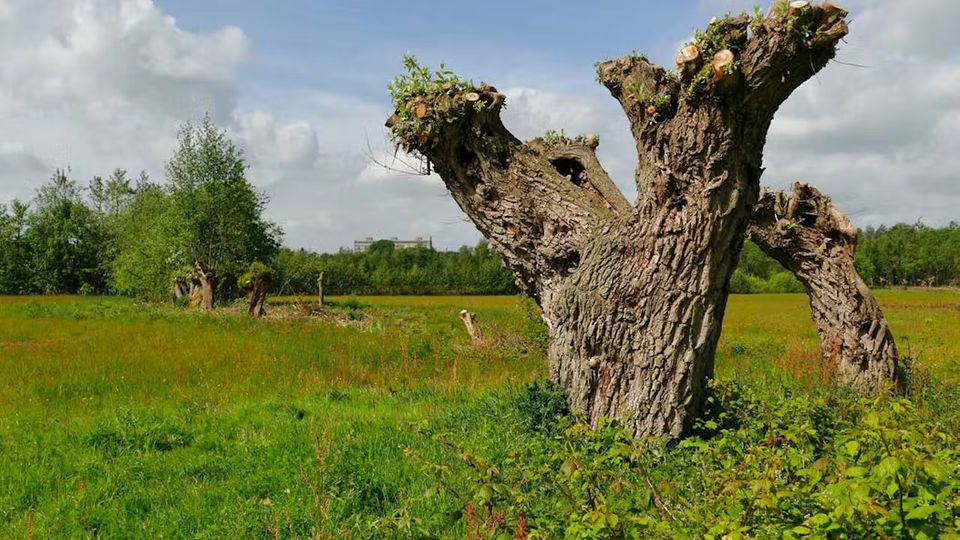 Old pollarded willows in a green grassland landscape along the ‘Het Venster’ walking route in the Bloeidaal and De Schammer nature reserves near Amersfoort.