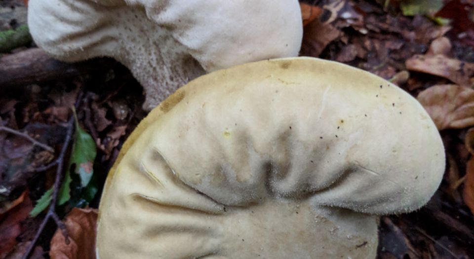 Wandeling | Cultuurhistorie en paddenstoelen in Ratum