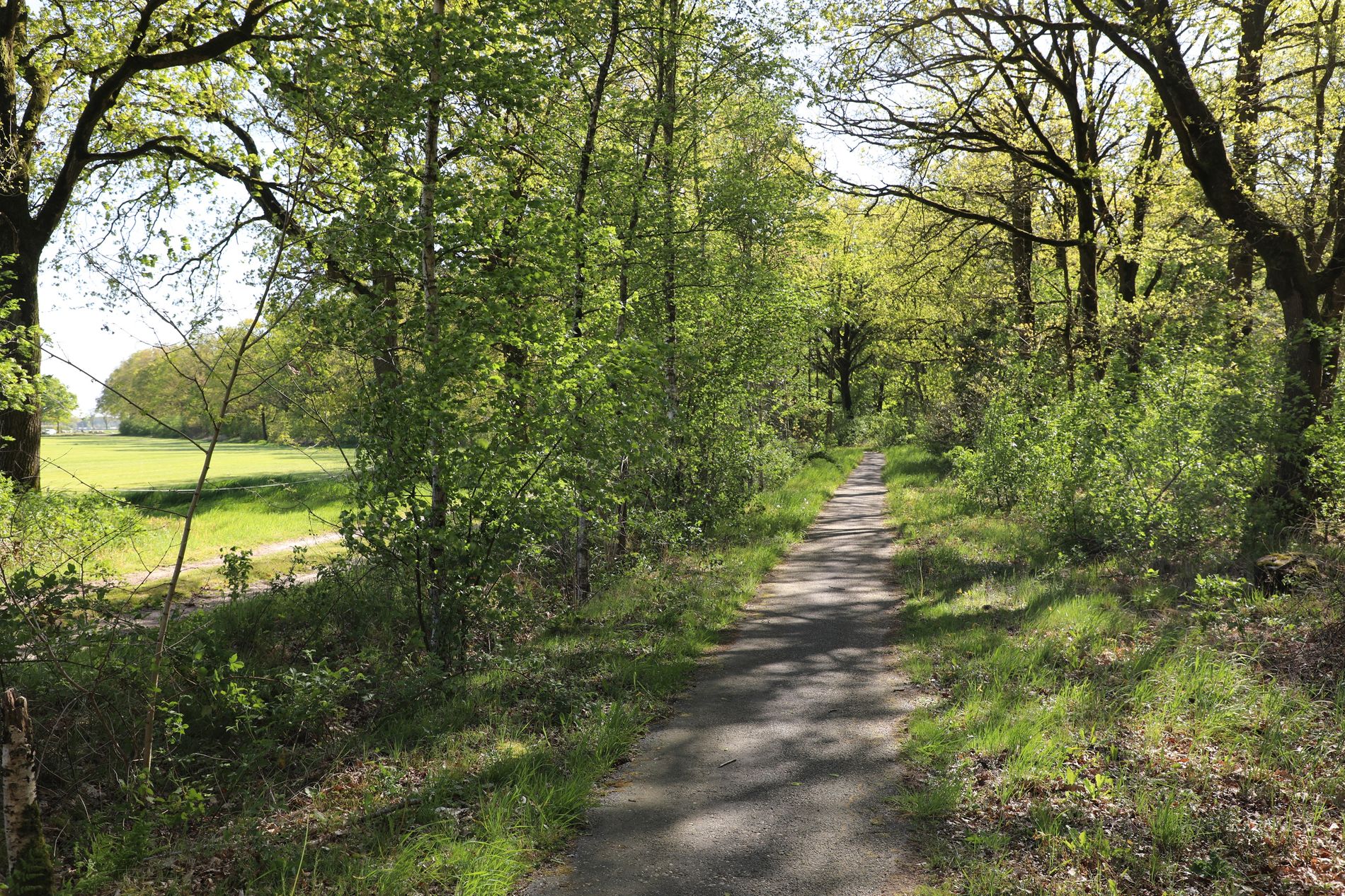 fietspad door het bos met links een doorkijk naar het open veld