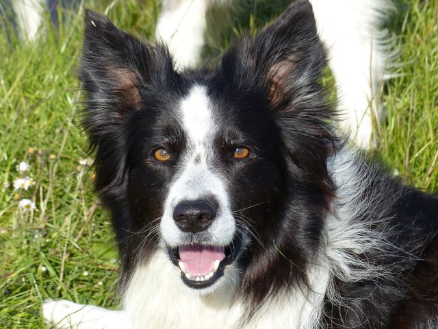 Schäferhund Patsy
