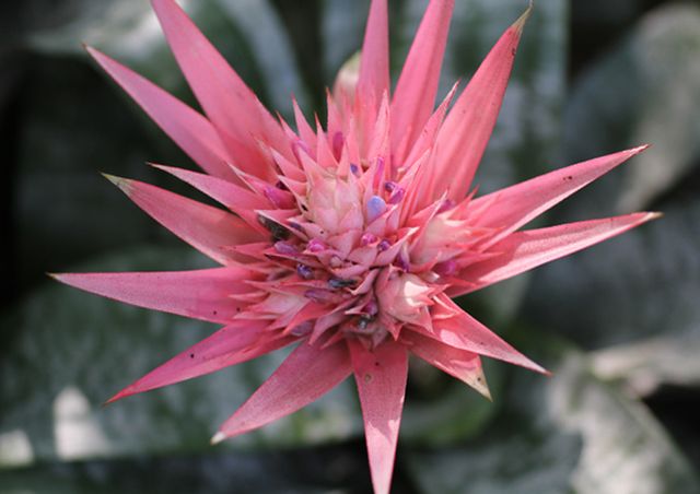 In de kas zijn diverse soorten cactussen en vetplanten te bewonderen